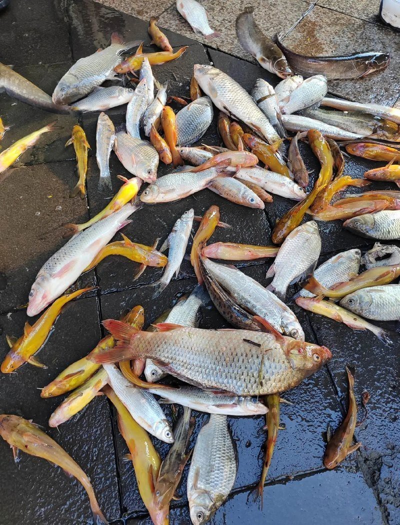 全國三大淡水魚基地在哪里，中國三大淡水魚基地