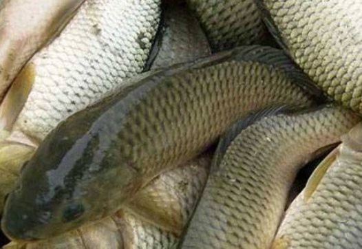 全國三大淡水魚基地在哪里，中國三大淡水魚基地