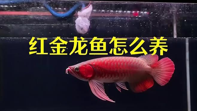 紅金龍魚飼養(yǎng)環(huán)境要求，養(yǎng)紅金龍魚的水溫最好是多少度星軌徑