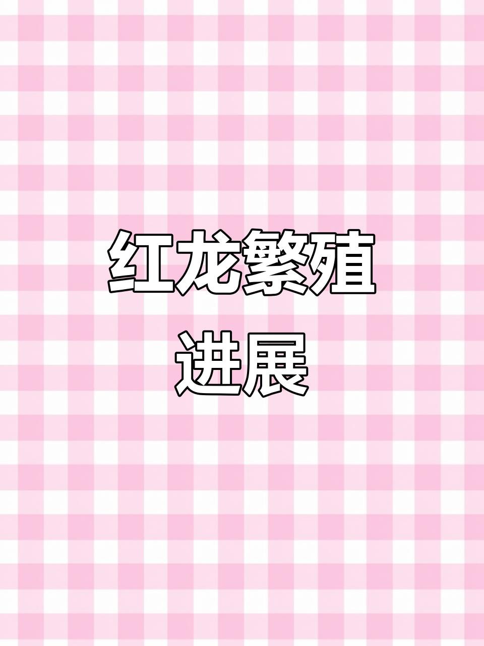 如何提高紅龍魚繁殖成功率？，如何提高紅龍魚的繁殖成功率？