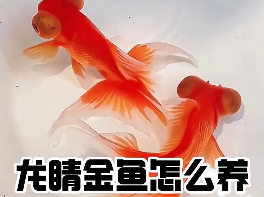 如何正確飼養(yǎng)龍睛金魚？，如何正確飼養(yǎng)龍睛金魚