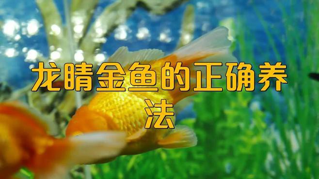 如何正確飼養(yǎng)龍睛金魚？，如何正確飼養(yǎng)龍睛金魚
