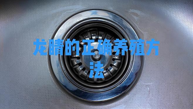 如何正確飼養(yǎng)龍睛金魚？，如何正確飼養(yǎng)龍睛金魚