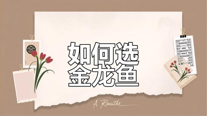 如何判斷40公分古典過背金龍魚的品相？，40公分古典過背金龍魚的品相需綜合以下關鍵指標：
