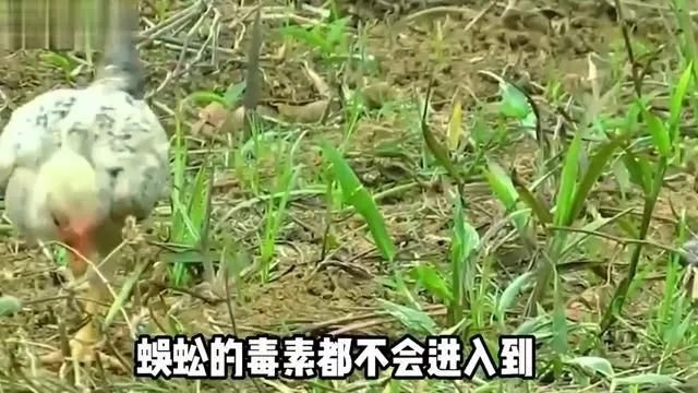 紅龍蜈蚣的具體毒性有多強？，五毒之首的蜈蚣，為何毒不倒大公雞公雞的段位究竟有多強！