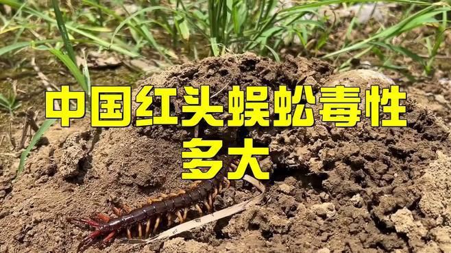紅龍蜈蚣的具體毒性有多強？，五毒之首的蜈蚣，為何毒不倒大公雞公雞的段位究竟有多強！