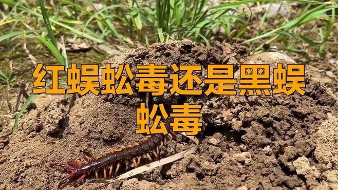 紅龍蜈蚣的具體毒性有多強？，五毒之首的蜈蚣，為何毒不倒大公雞公雞的段位究竟有多強！