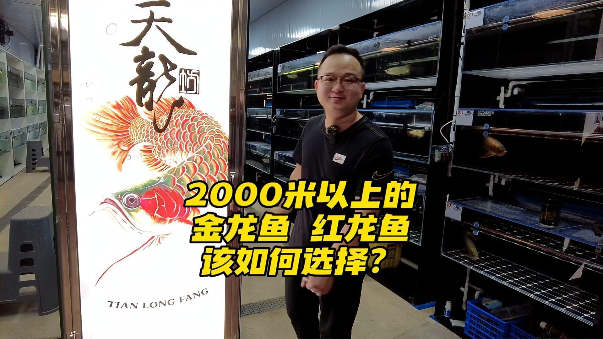 如何挑選新鮮金頭龍魚？，如何區分金龍魚和紅龍魚品質松仔講魚挑選金龍魚的三點建議