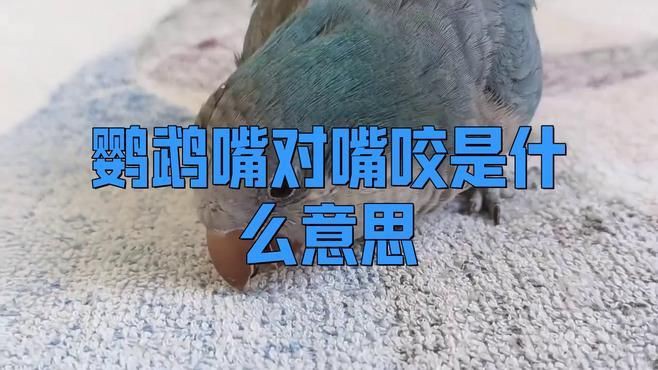 兩只鸚鵡互相咬嘴是在干什么，鸚鵡互相咬嘴是什么意思