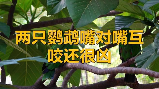 兩只鸚鵡互相咬嘴是在干什么，鸚鵡互相咬嘴是什么意思