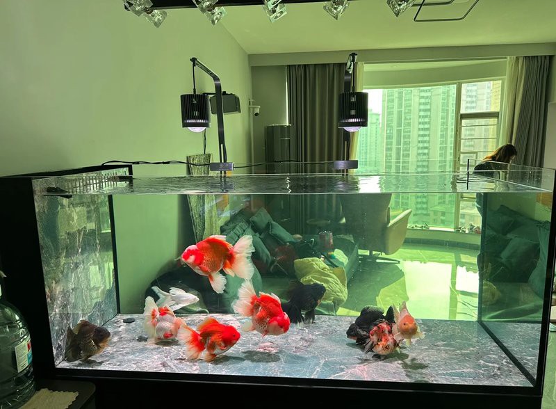 養(yǎng)龍魚十句口訣，養(yǎng)龍魚的十句核心口訣及詳細(xì)解析