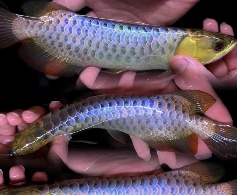 養(yǎng)龍魚十句口訣，養(yǎng)龍魚的十句核心口訣及詳細(xì)解析