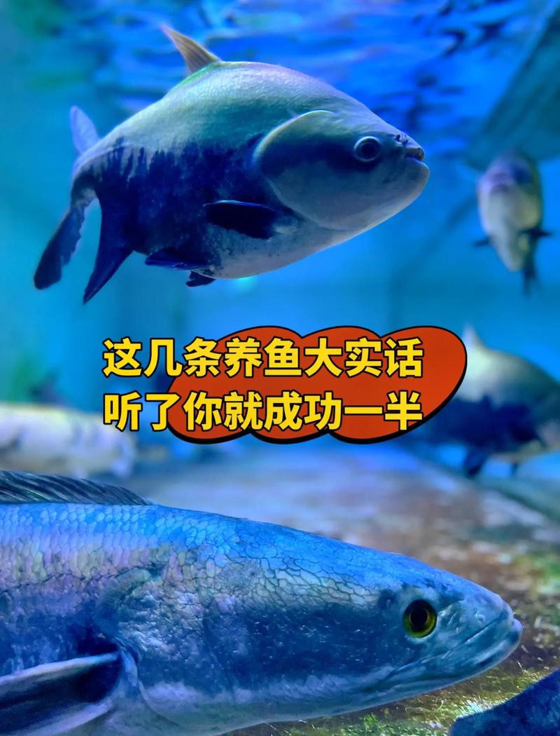 養(yǎng)龍魚十句口訣，養(yǎng)龍魚的十句核心口訣及詳細(xì)解析