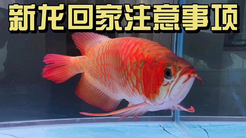 養(yǎng)龍魚十句口訣，養(yǎng)龍魚的十句核心口訣及詳細(xì)解析