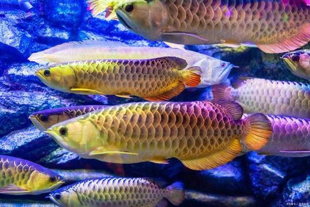 養(yǎng)龍魚十句口訣，養(yǎng)龍魚的十句核心口訣及詳細(xì)解析