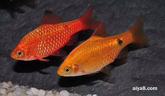 玫瑰鯽魚圖片，《玫瑰鯽魚圖片》本文圍繞“玫瑰鯽魚圖片”展開