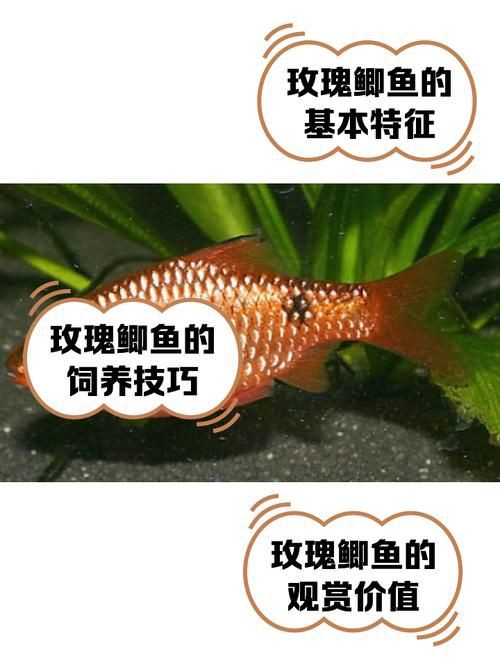 玫瑰鯽魚圖片，《玫瑰鯽魚圖片》本文圍繞“玫瑰鯽魚圖片”展開