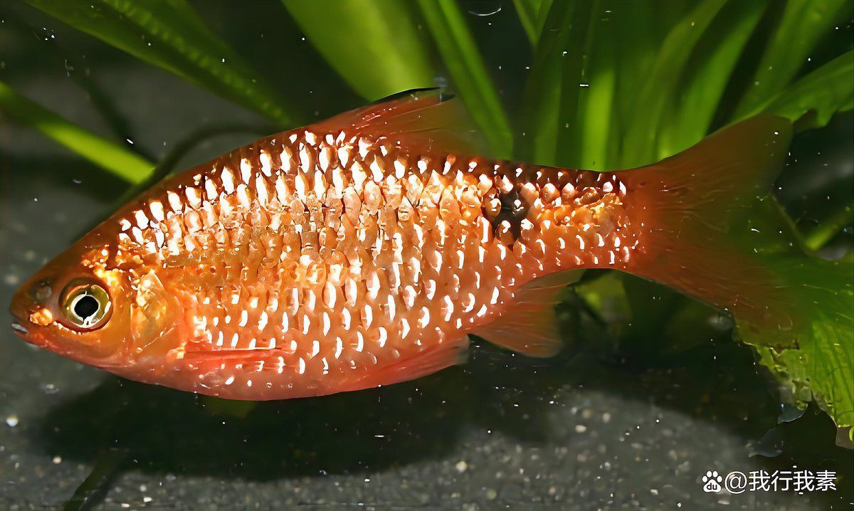 玫瑰鯽魚圖片，《玫瑰鯽魚圖片》本文圍繞“玫瑰鯽魚圖片”展開