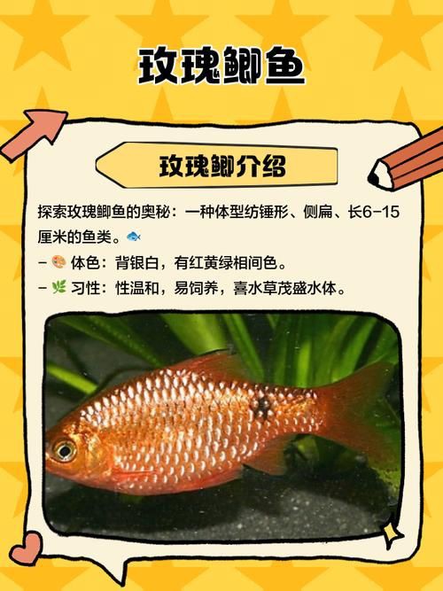 玫瑰鯽魚圖片，《玫瑰鯽魚圖片》本文圍繞“玫瑰鯽魚圖片”展開