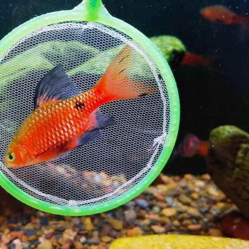 玫瑰鯽魚圖片，《玫瑰鯽魚圖片》本文圍繞“玫瑰鯽魚圖片”展開