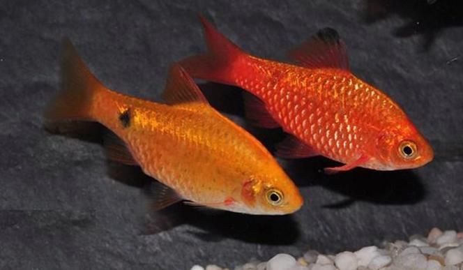 玫瑰鯽魚圖片，《玫瑰鯽魚圖片》本文圍繞“玫瑰鯽魚圖片”展開