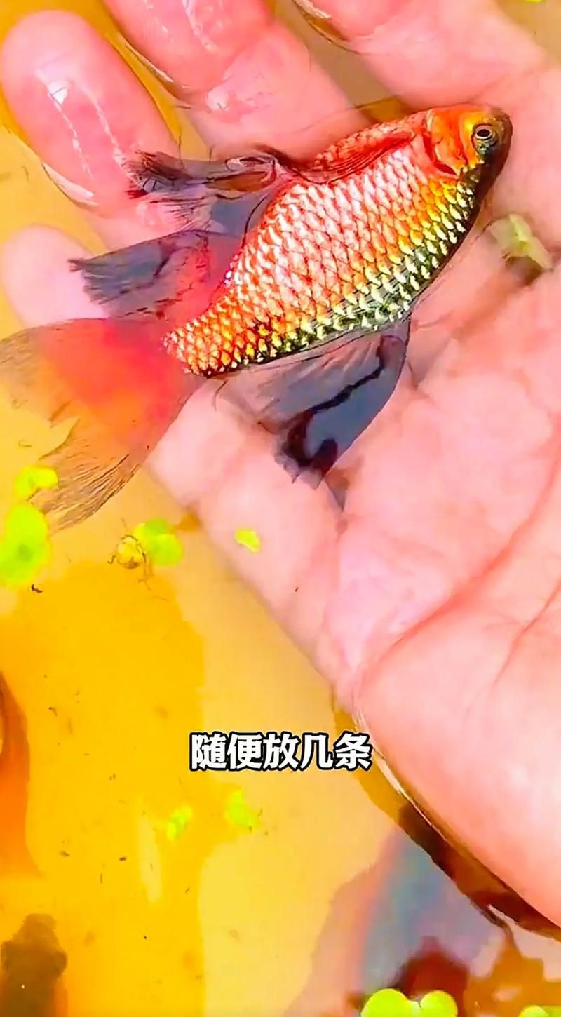 玫瑰鯽魚圖片，《玫瑰鯽魚圖片》本文圍繞“玫瑰鯽魚圖片”展開