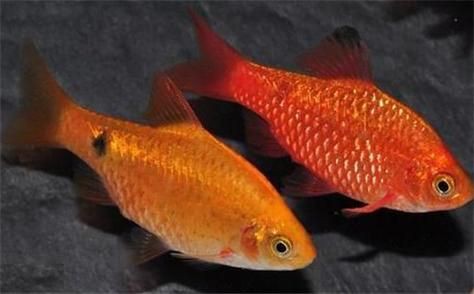 玫瑰鯽魚圖片，《玫瑰鯽魚圖片》本文圍繞“玫瑰鯽魚圖片”展開