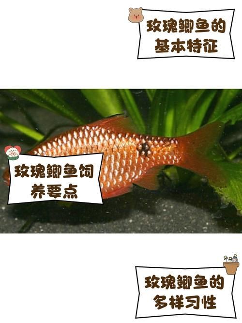 玫瑰鯽魚圖片，《玫瑰鯽魚圖片》本文圍繞“玫瑰鯽魚圖片”展開