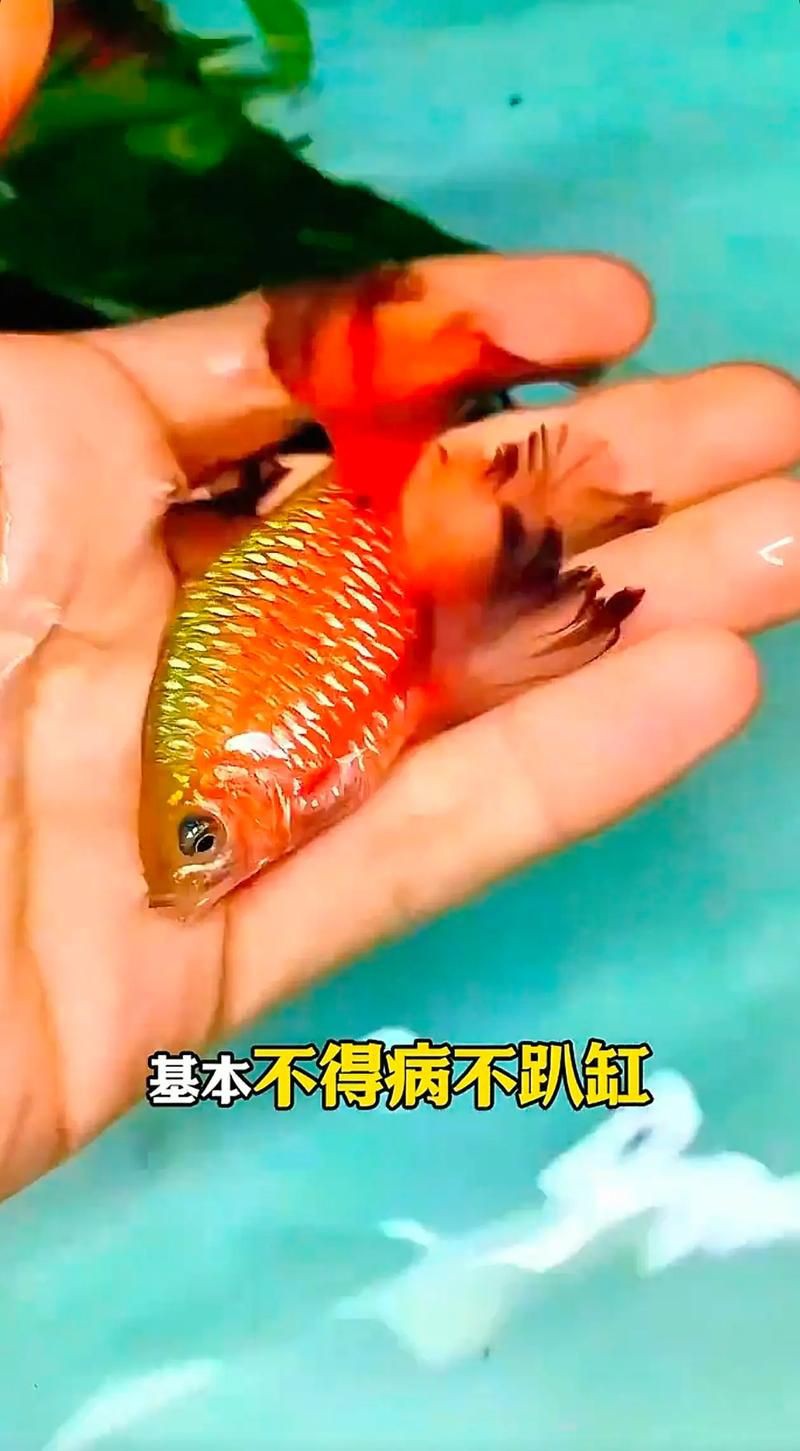玫瑰鯽魚圖片，《玫瑰鯽魚圖片》本文圍繞“玫瑰鯽魚圖片”展開
