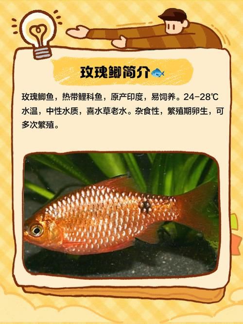 玫瑰鯽魚圖片，《玫瑰鯽魚圖片》本文圍繞“玫瑰鯽魚圖片”展開