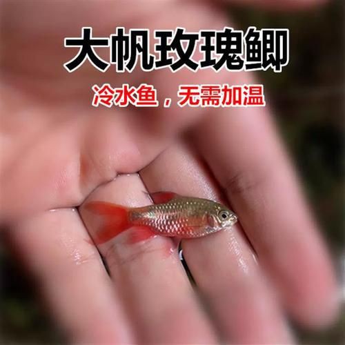 玫瑰鯽魚圖片，《玫瑰鯽魚圖片》本文圍繞“玫瑰鯽魚圖片”展開