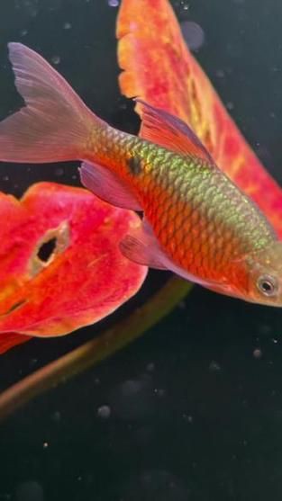 玫瑰鯽魚圖片，《玫瑰鯽魚圖片》本文圍繞“玫瑰鯽魚圖片”展開