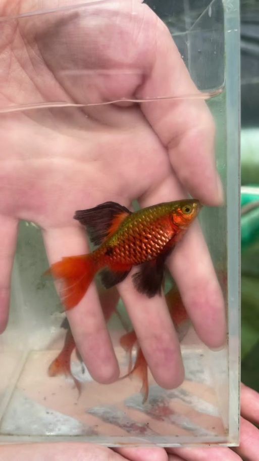 玫瑰鯽魚圖片，《玫瑰鯽魚圖片》本文圍繞“玫瑰鯽魚圖片”展開