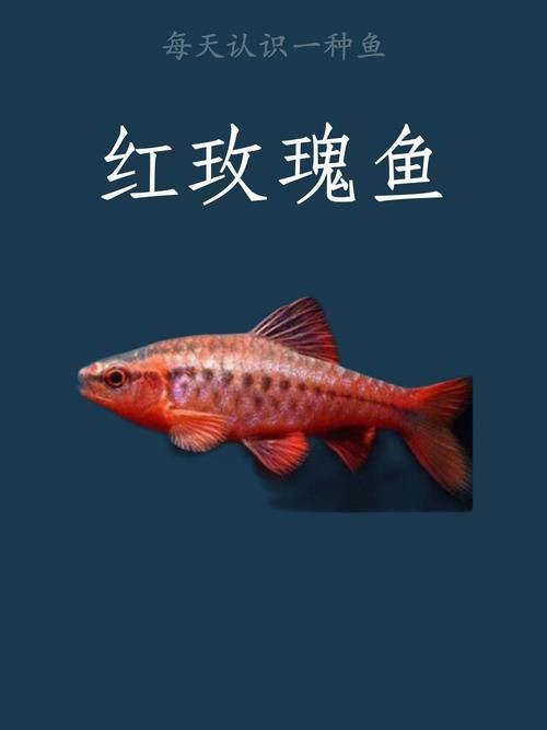 玫瑰鯽魚圖片，《玫瑰鯽魚圖片》本文圍繞“玫瑰鯽魚圖片”展開