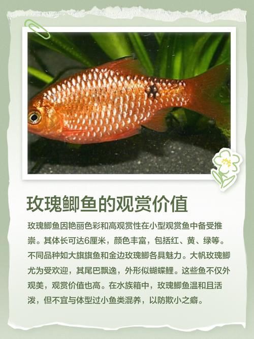 玫瑰鯽魚圖片，《玫瑰鯽魚圖片》本文圍繞“玫瑰鯽魚圖片”展開