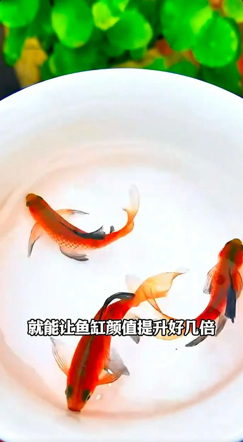 玫瑰鯽魚圖片，《玫瑰鯽魚圖片》本文圍繞“玫瑰鯽魚圖片”展開