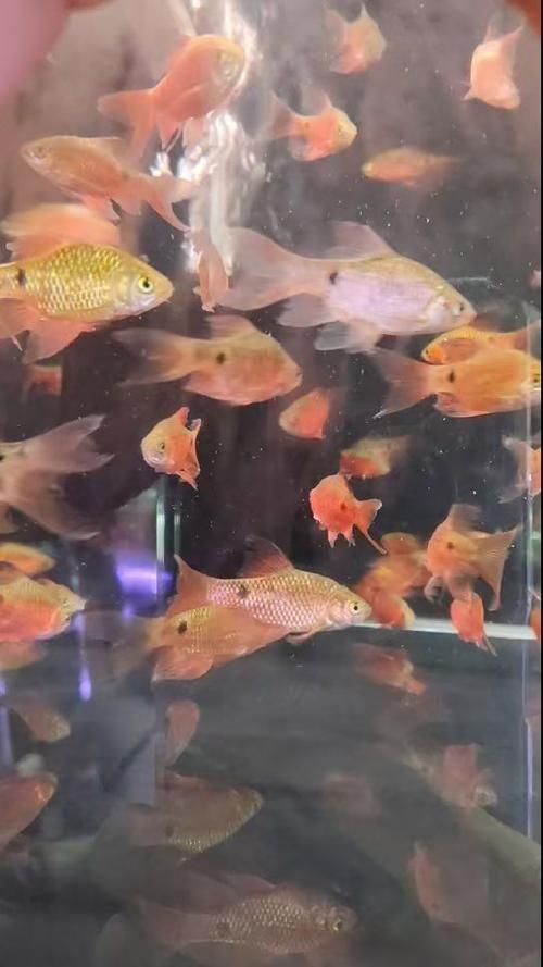 玫瑰鯽魚圖片，《玫瑰鯽魚圖片》本文圍繞“玫瑰鯽魚圖片”展開