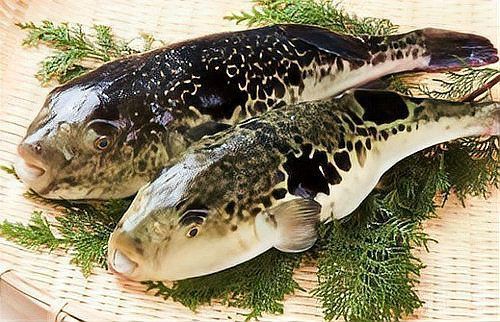 盤(pán)錦龍魚(yú)店，盤(pán)錦市特色水族相關(guān)店鋪