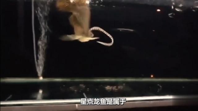 星點龍魚適合新手飼養(yǎng)嗎？，星點龍魚是否適合新手飼養(yǎng)