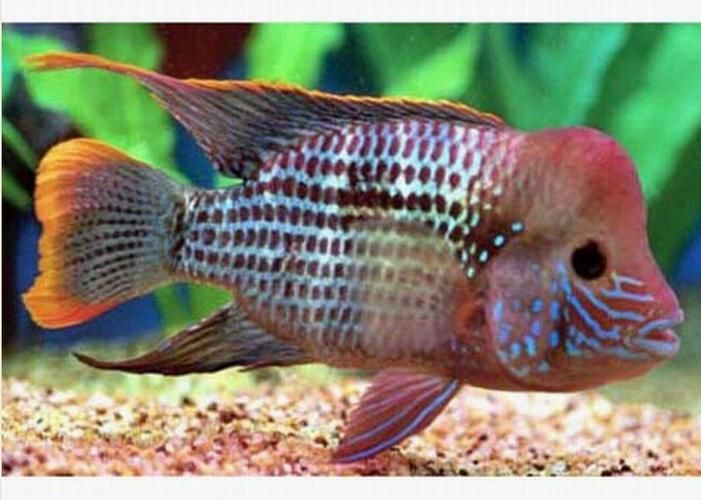 紅尾皇冠魚公母對照圖，紅尾皇冠魚公母鑒別