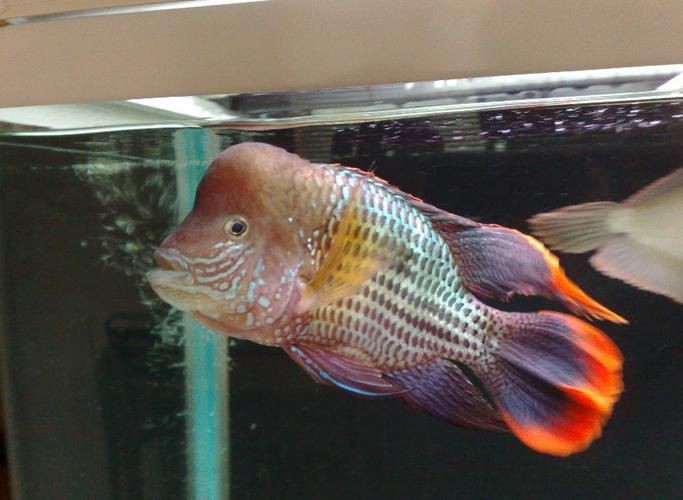 紅尾皇冠魚公母對照圖，紅尾皇冠魚公母鑒別