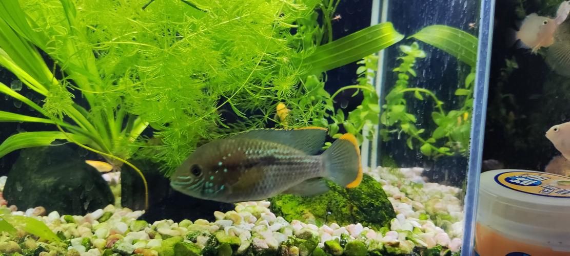 紅尾皇冠魚公母對照圖，紅尾皇冠魚公母鑒別