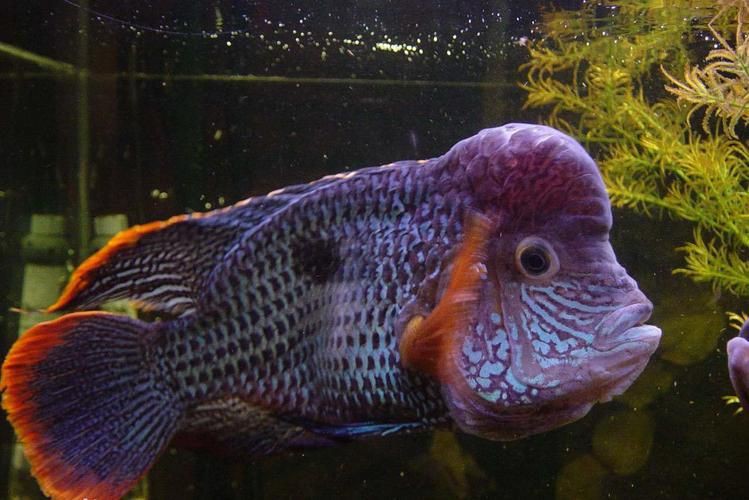 紅尾皇冠魚公母對照圖，紅尾皇冠魚公母鑒別