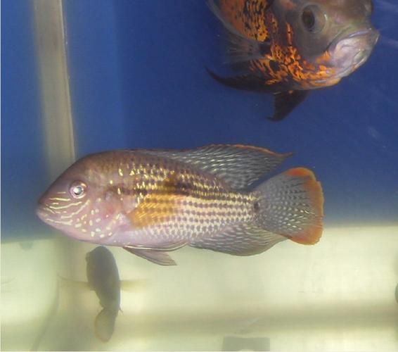 紅尾皇冠魚公母對照圖，紅尾皇冠魚公母鑒別