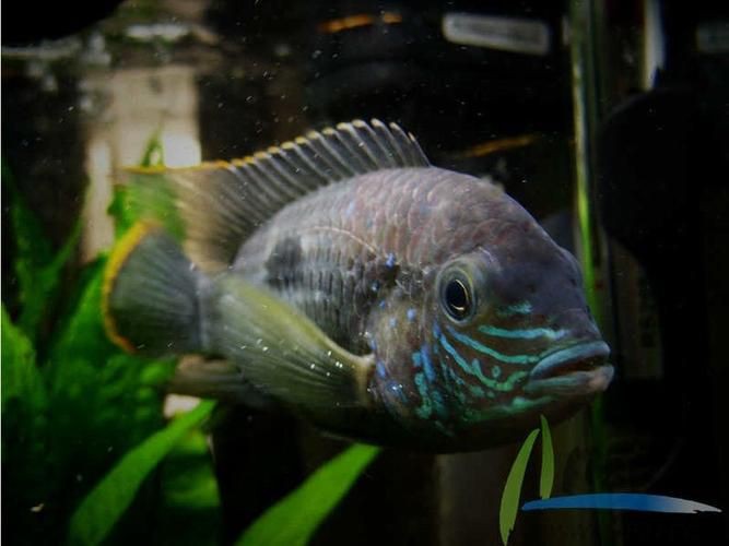 紅尾皇冠魚公母對照圖，紅尾皇冠魚公母鑒別