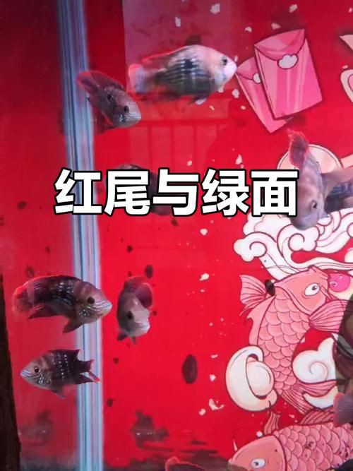 紅尾皇冠魚公母對照圖，紅尾皇冠魚公母鑒別