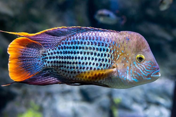 紅尾皇冠魚公母對照圖，紅尾皇冠魚公母鑒別