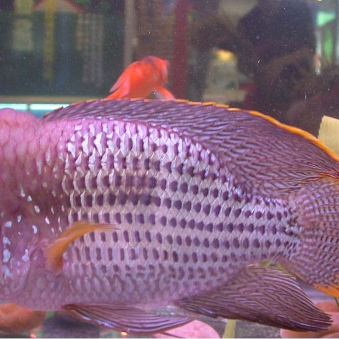 紅尾皇冠魚公母對照圖，紅尾皇冠魚公母鑒別