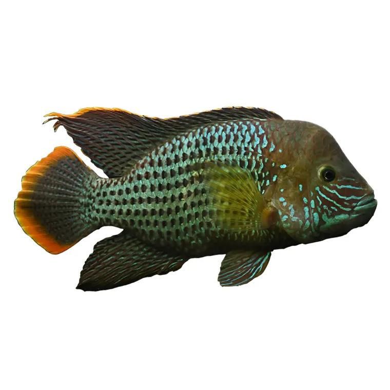 紅尾皇冠魚公母對照圖，紅尾皇冠魚公母鑒別