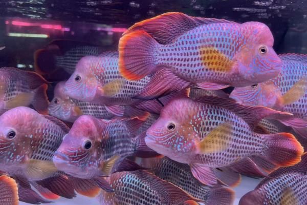 紅尾皇冠魚公母對照圖，紅尾皇冠魚公母鑒別